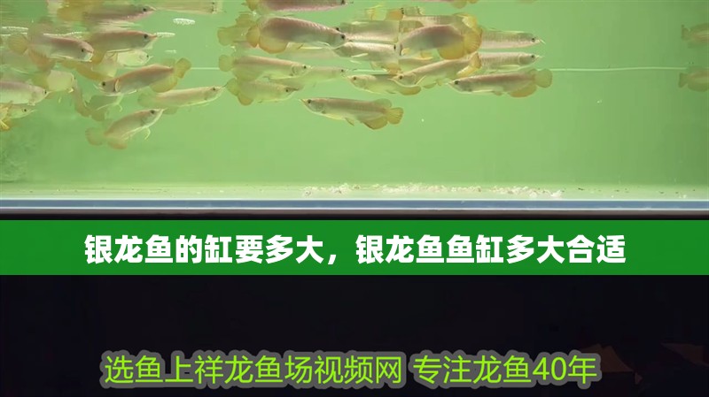 銀龍魚的缸要多大，銀龍魚魚缸多大合適