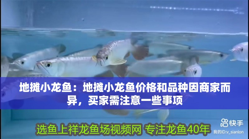 地攤小龍魚：地攤小龍魚價格和品種因商家而異，買家需注意一些事項