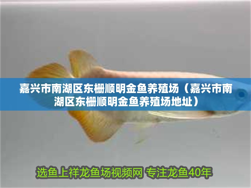 嘉興市南湖區東柵順明金魚養殖場（嘉興市南湖區東柵順明金魚養殖場地址）