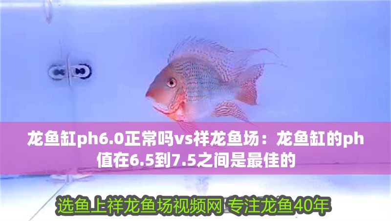 龍魚缸ph6.0正常嗎vs祥龍魚場(chǎng):龍魚缸的ph值在6.5到7.5之間是最佳的 vs祥龍魚場(chǎng) 第1張 龍魚缸ph6.0正常嗎vs祥龍魚場(chǎng):龍魚缸的ph值在6.5到7.5之間是最佳的 龍魚缸ph6.0正常嗎vs祥龍魚場(chǎng):龍魚缸的ph值在6.5到7.5之間是最佳的 vs祥龍魚場(chǎng) 第1張