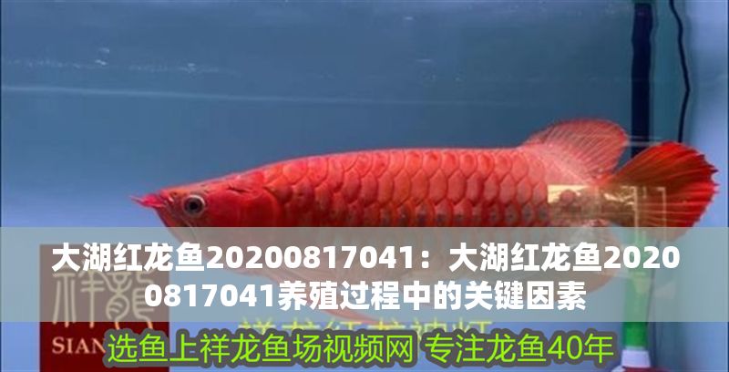 金龍魚趴窩怎么辦vs祥龍魚場：“金龍魚趴窩怎么辦”如何預防金龍魚趴窩的解決方案