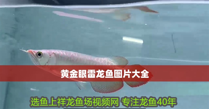 黃金眼雷龍魚圖片大全