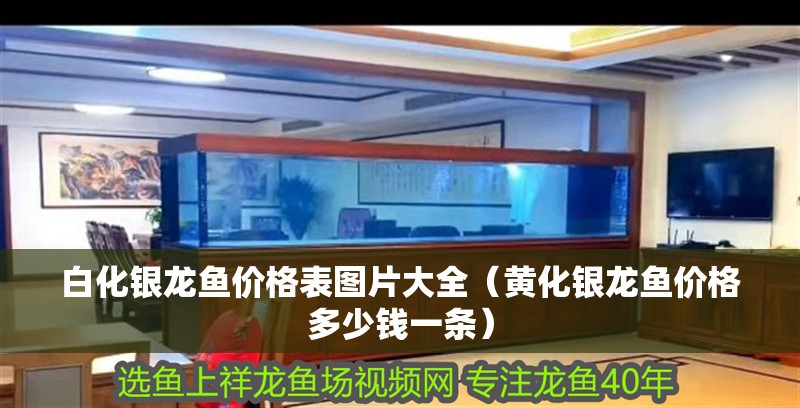 白化銀龍魚價格表圖片大全（黃化銀龍魚價格多少錢一條）
