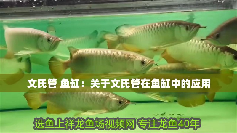 文氏管 魚缸：關于文氏管在魚缸中的應用