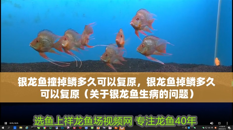 銀龍魚撞掉鱗多久可以復原，銀龍魚掉鱗多久可以復原（關于銀龍魚生病的問題）