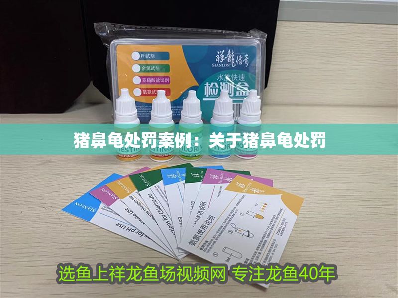 豬鼻龜處罰案例：關于豬鼻龜處罰