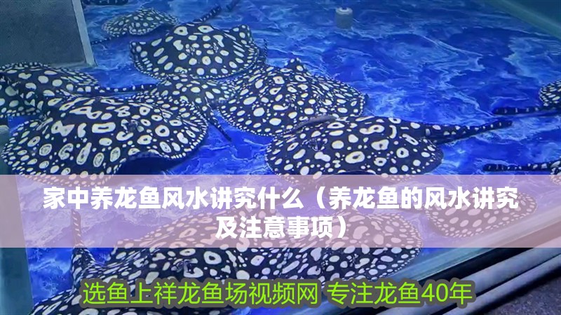 家中養龍魚風水講究什么（養龍魚的風水講究及注意事項）