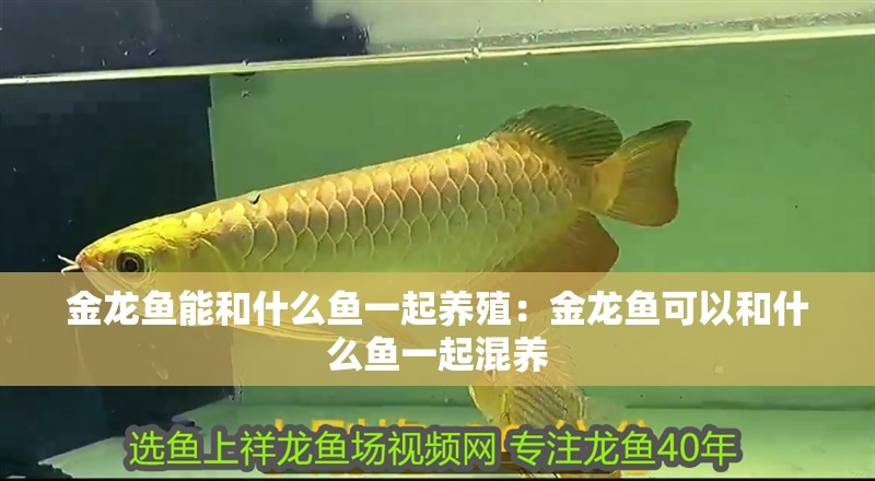 金龍魚能和什么魚一起養(yǎng)殖：金龍魚可以和什么魚一起混養(yǎng) 金龍魚能和什么魚一起養(yǎng)殖：金龍魚可以和什么魚一起混養(yǎng) 龍魚百科