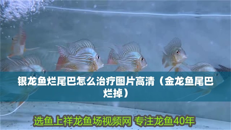 銀龍魚爛尾巴怎么治療圖片高清（金龍魚尾巴爛掉） 銀龍魚爛尾巴怎么治療圖片高清（金龍魚尾巴爛掉） 銀龍魚百科