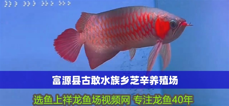 富源縣古敢水族鄉(xiāng)芝辛養(yǎng)殖場(chǎng)
