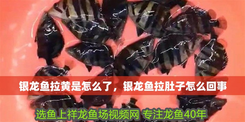 銀龍魚拉黃是怎么了，銀龍魚拉肚子怎么回事 銀龍魚拉黃是怎么了，銀龍魚拉肚子怎么回事 銀龍魚百科