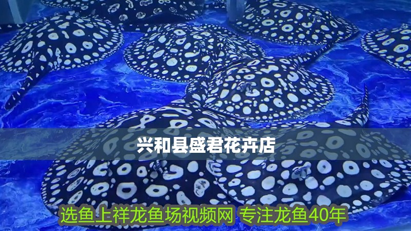 興和縣盛君花卉店 興和縣盛君花卉店 全國水族館企業(yè)名錄