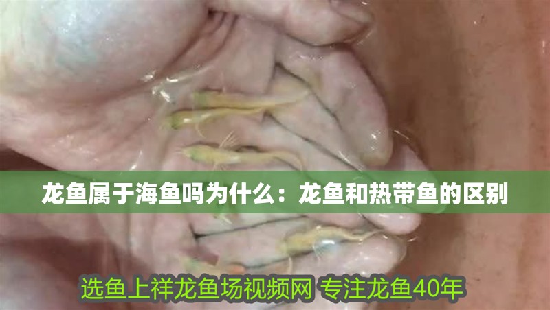 龍魚屬于海魚嗎為什么：龍魚和熱帶魚的區別