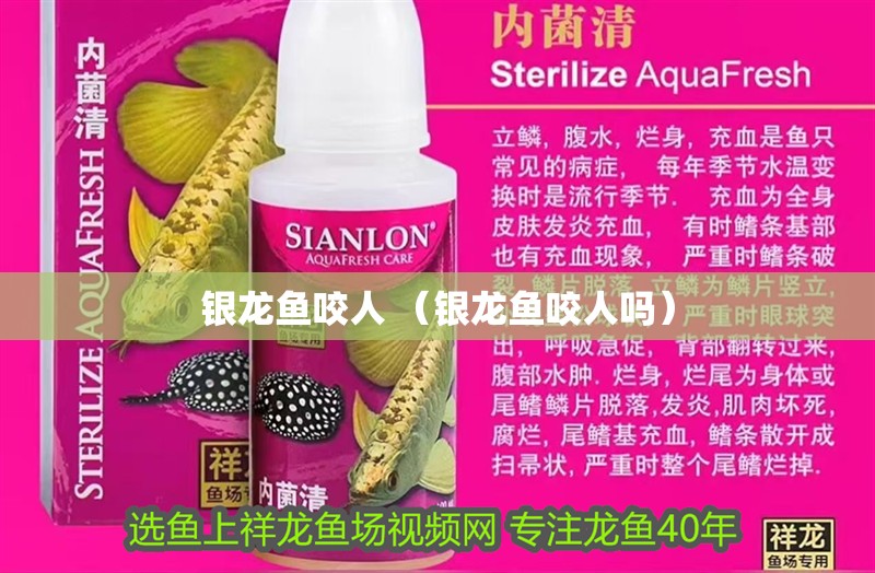 銀龍魚咬人 （銀龍魚咬人嗎）