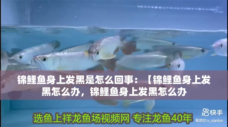 錦鯉魚身上發黑是怎么回事：【錦鯉魚身上發黑怎么辦，錦鯉魚身上發黑怎么辦