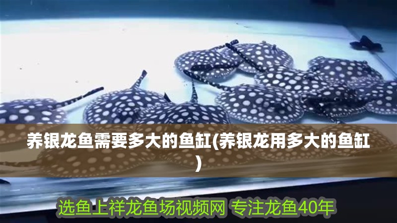 養(yǎng)銀龍魚(yú)需要多大的魚(yú)缸(養(yǎng)銀龍用多大的魚(yú)缸)