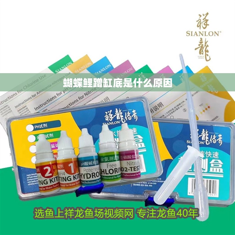 蝴蝶鯉蹭缸底是什么原因 蝴蝶鯉蹭缸底是什么原因 銀龍魚百科