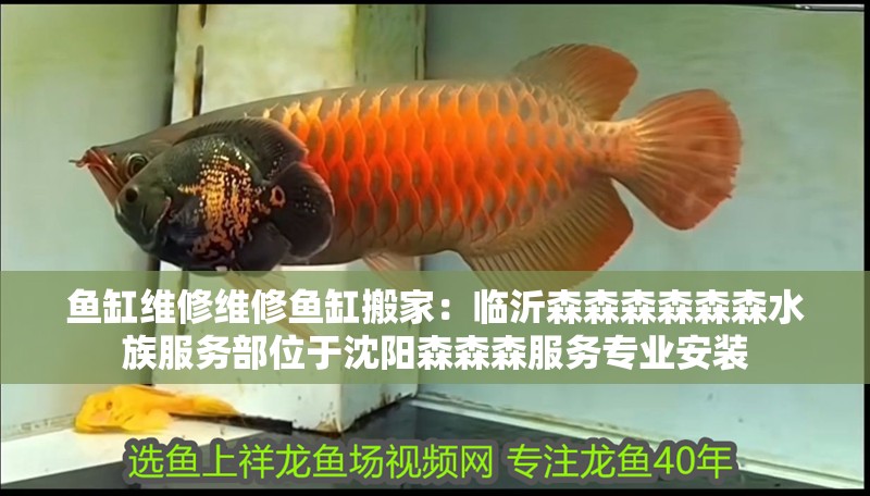 魚缸維修維修魚缸搬家：臨沂森森森森森森水族服務(wù)部位于沈陽(yáng)森森森服務(wù)專業(yè)安裝