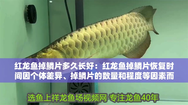 紅龍魚掉鱗片多久長好：紅龍魚掉鱗片恢復時間因個體差異、掉鱗片的數量和程度等因素而異