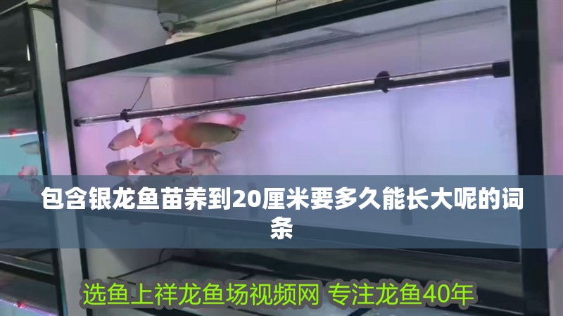 包含銀龍魚苗養到20厘米要多久能長大呢的詞條