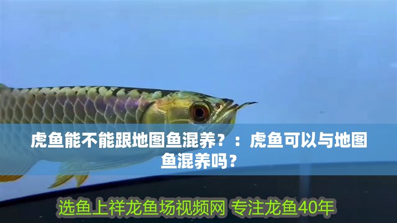 虎魚能不能跟地圖魚混養？：虎魚可以與地圖魚混養嗎？ 虎魚能不能跟地圖魚混養？：虎魚可以與地圖魚混養嗎？ 虎魚百科 第2張