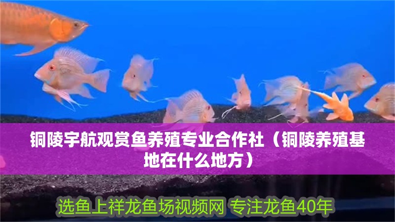 魚缸過濾器選購指南:自制魚缸過濾器魚缸上置過濾器對于養魚愛好者的必備知識 銅陵宇航觀賞魚養殖專業合作社(銅陵養殖基地在什么地方) 全國水族館企業名錄 銅陵宇航觀賞魚養殖專業合作社(銅陵養殖基地在什么地方) 銅陵宇航觀賞魚養殖專業合作社(銅陵養殖基地在什么地方) 全國水族館企業名錄
