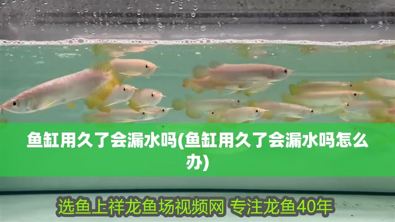 魚缸用久了會漏水嗎(魚缸用久了會漏水嗎怎么辦) 魚缸用久了會漏水嗎(魚缸用久了會漏水嗎怎么辦) 黃金貓魚百科 第1張