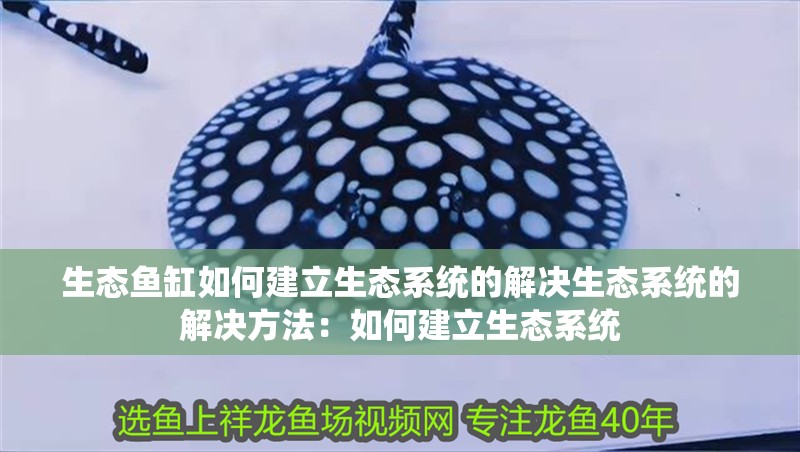 生態魚缸如何建立生態系統的解決生態系統的解決方法：如何建立生態系統