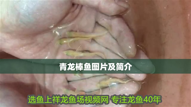 青龍棒魚圖片及簡介