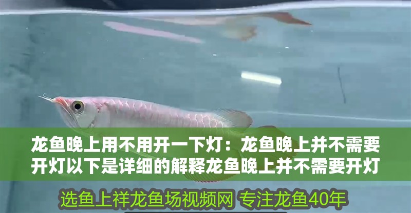 龍魚晚上用不用開一下燈：龍魚晚上并不需要開燈以下是詳細的解釋龍魚晚上并不需要開燈