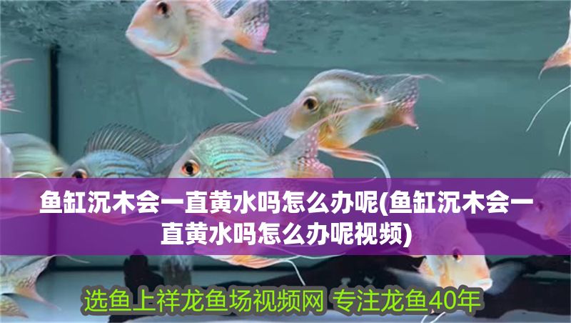 魚缸沉木會(huì)一直黃水嗎怎么辦呢(魚缸沉木會(huì)一直黃水嗎怎么辦呢視頻)