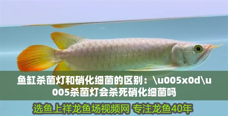 魚缸殺菌燈和硝化細(xì)菌的區(qū)別：\u005x0d\u005殺菌燈會殺死硝化細(xì)菌嗎