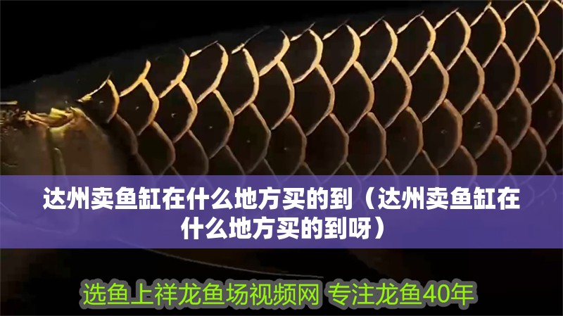 達州賣魚缸在什么地方買的到（達州賣魚缸在什么地方買的到呀）