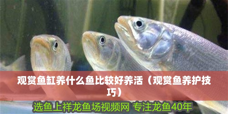 觀賞魚缸養什么魚比較好養活（觀賞魚養護技巧）