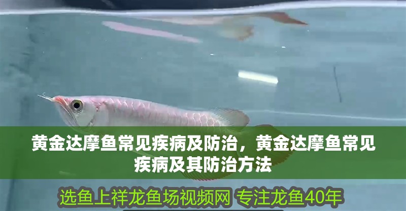 黃金達摩魚常見疾病及防治，黃金達摩魚常見疾病及其防治方法