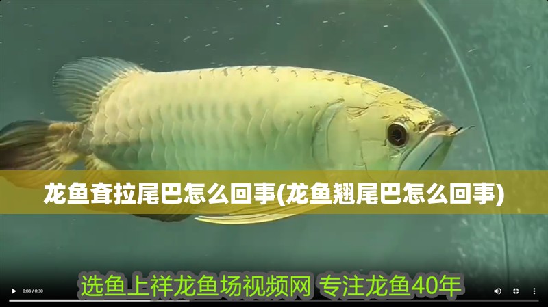 龍魚耷拉尾巴怎么回事(龍魚翹尾巴怎么回事) 龍魚耷拉尾巴怎么回事(龍魚翹尾巴怎么回事) 龍魚百科
