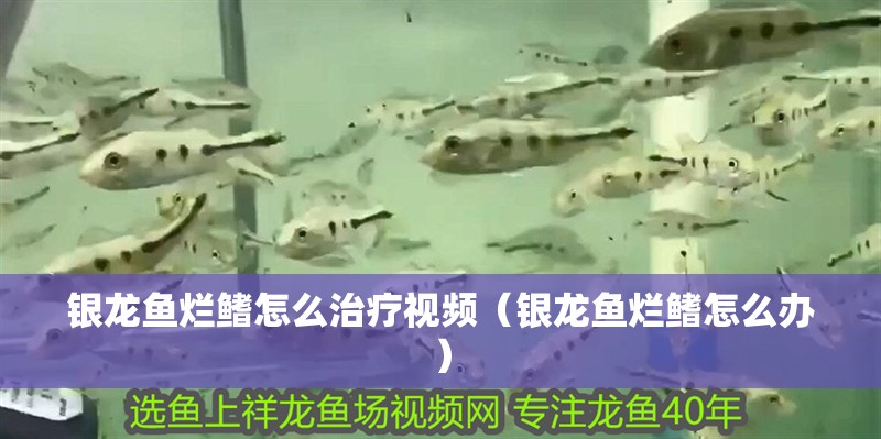 銀龍魚爛鰭怎么治療視頻（銀龍魚爛鰭怎么辦） 銀龍魚爛鰭怎么治療視頻（銀龍魚爛鰭怎么辦） 銀龍魚百科
