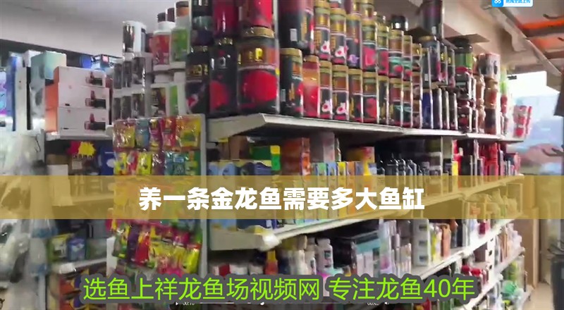 養(yǎng)一條金龍魚需要多大魚缸 養(yǎng)一條金龍魚需要多大魚缸 龍魚百科