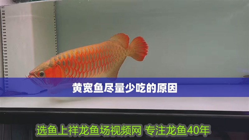 黃寬魚盡量少吃的原因 黃寬魚盡量少吃的原因 龍魚論壇