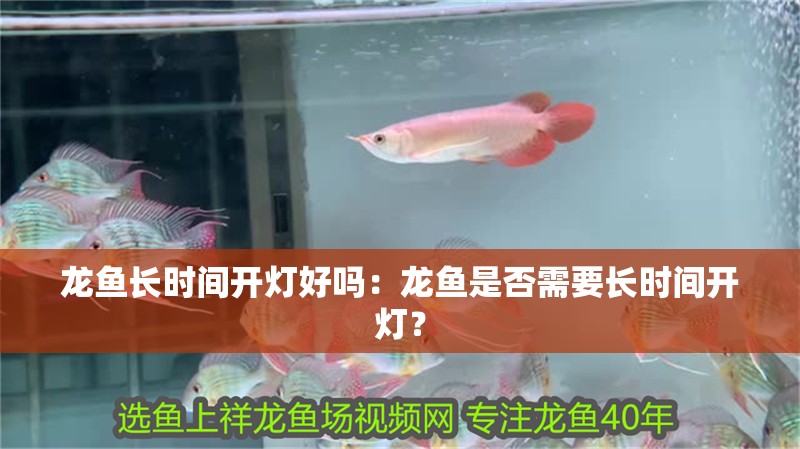 龍魚長時間開燈好嗎：龍魚是否需要長時間開燈？