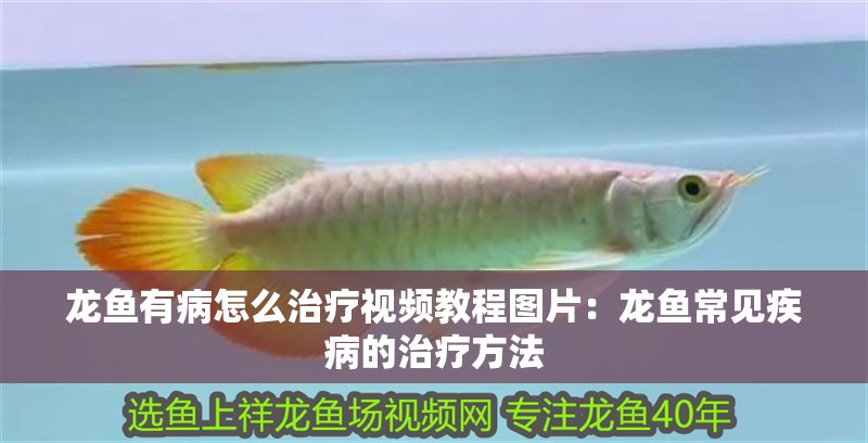 龍魚有病怎么治療視頻教程圖片：龍魚常見疾病的治療方法