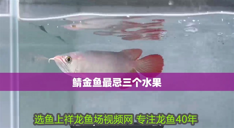 鯖金魚最忌三個水果