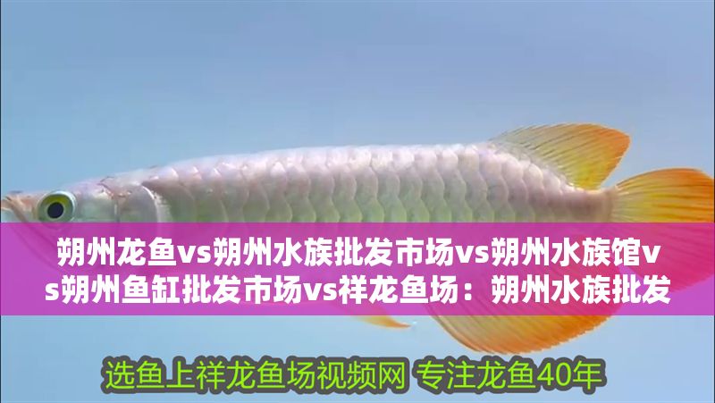 朔州龍魚vs朔州水族批發市場vs朔州水族館vs朔州魚缸批發市場vs祥龍魚場:朔州水族批發市場 祥龍魚場各市分站 第2張 朔州龍魚vs朔州水族批發市場vs朔州水族館vs朔州魚缸批發市場vs祥龍魚場:朔州水族批發市場 朔州龍魚vs朔州水族批發市場vs朔州水族館vs朔州魚缸批發市場vs祥龍魚場:朔州水族批發市場 祥龍魚場各市分站 第2張