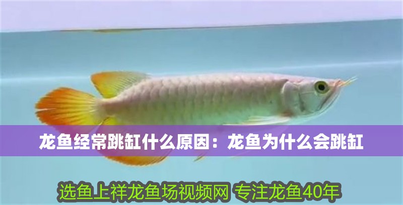 龍魚經常跳缸什么原因：龍魚為什么會跳缸