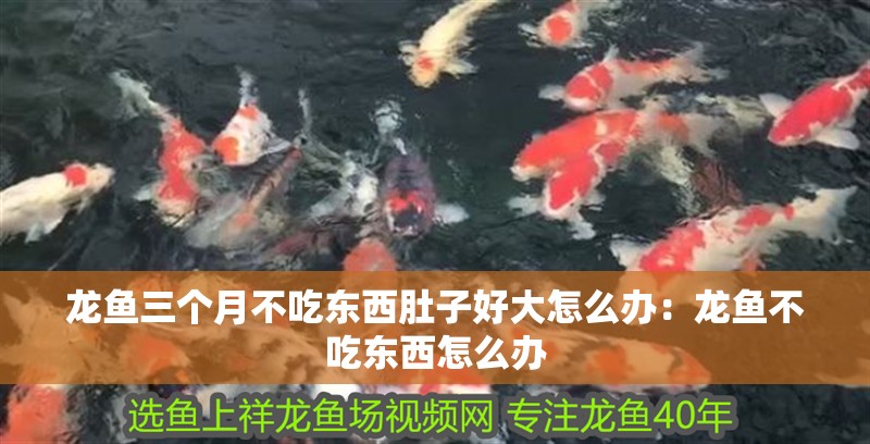 我的虎魚真菌感染了要怎么處理 龍魚三個月不吃東西肚子好大怎么辦:龍魚不吃東西怎么辦 龍魚百科 龍魚三個月不吃東西肚子好大怎么辦:龍魚不吃東西怎么辦 龍魚三個月不吃東西肚子好大怎么辦:龍魚不吃東西怎么辦 龍魚百科