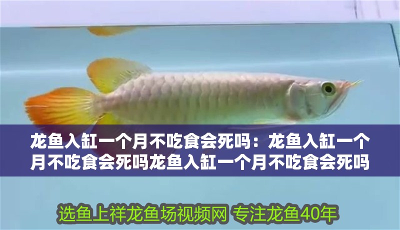 龍魚入缸一個月不吃食會死嗎：龍魚入缸一個月不吃食會死嗎龍魚入缸一個月不吃食會死嗎