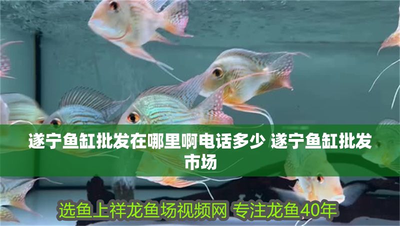 遂寧魚缸批發在哪里啊電話多少 遂寧魚缸批發市場