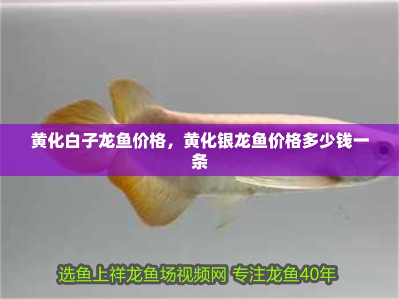 黃化白子龍魚價格，黃化銀龍魚價格多少錢一條