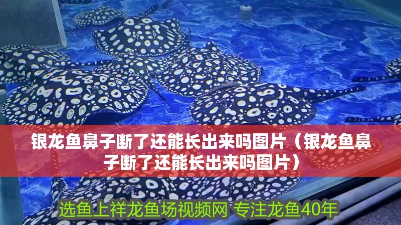 銀龍魚鼻子斷了還能長出來嗎圖片（銀龍魚鼻子斷了還能長出來嗎圖片）