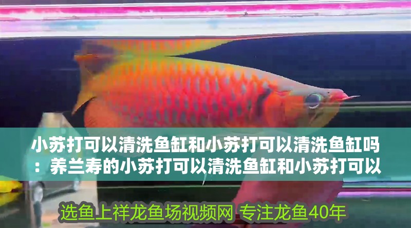 小蘇打可以清洗魚缸和小蘇打可以清洗魚缸嗎：養蘭壽的小蘇打可以清洗魚缸和小蘇打可以清洗魚缸嗎
